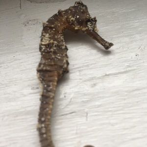 Meet your Posher, Laurie